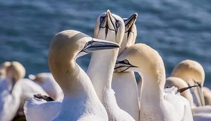 伴游微信，联系方式